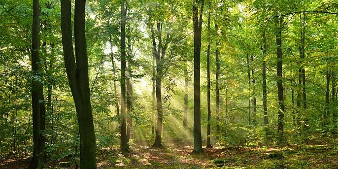 Минсвязи Татарстана представило два новых проекта по управлению лесопользованием в регионе