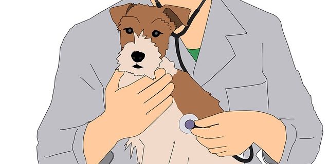 ИИ поможет выявлять хронические заболевания у собак