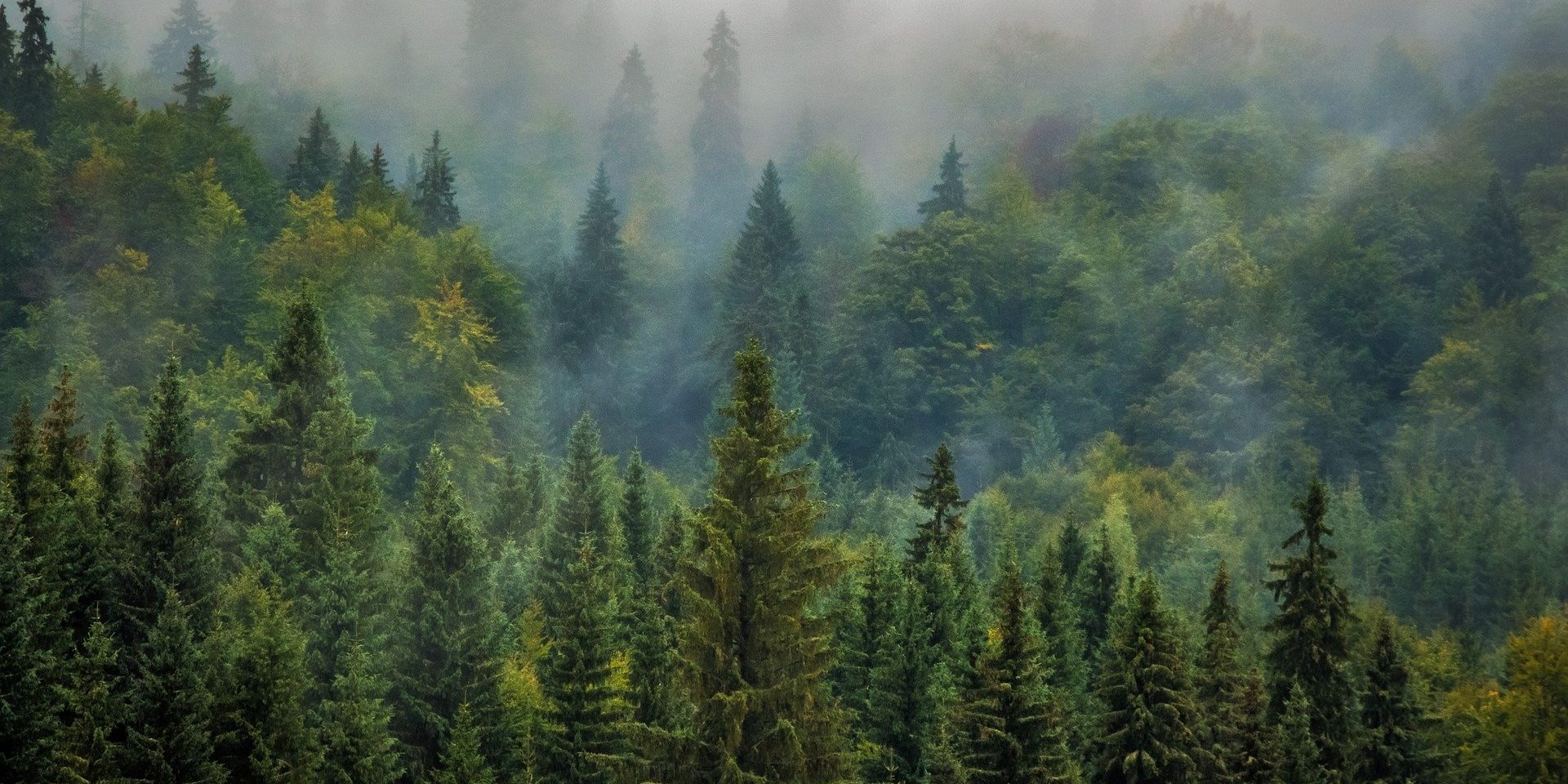 Минприроды тестирует цифровые технологии управления лесным хозяйством