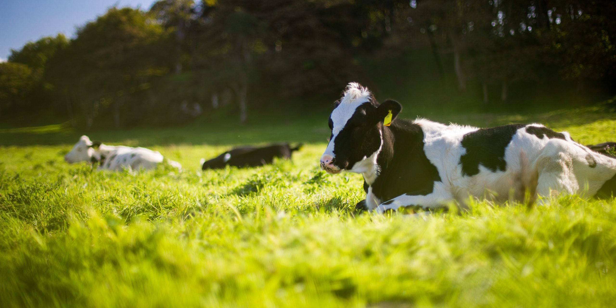 Коров кормят цифрами: интернет вещей добрался до сельского хозяйства