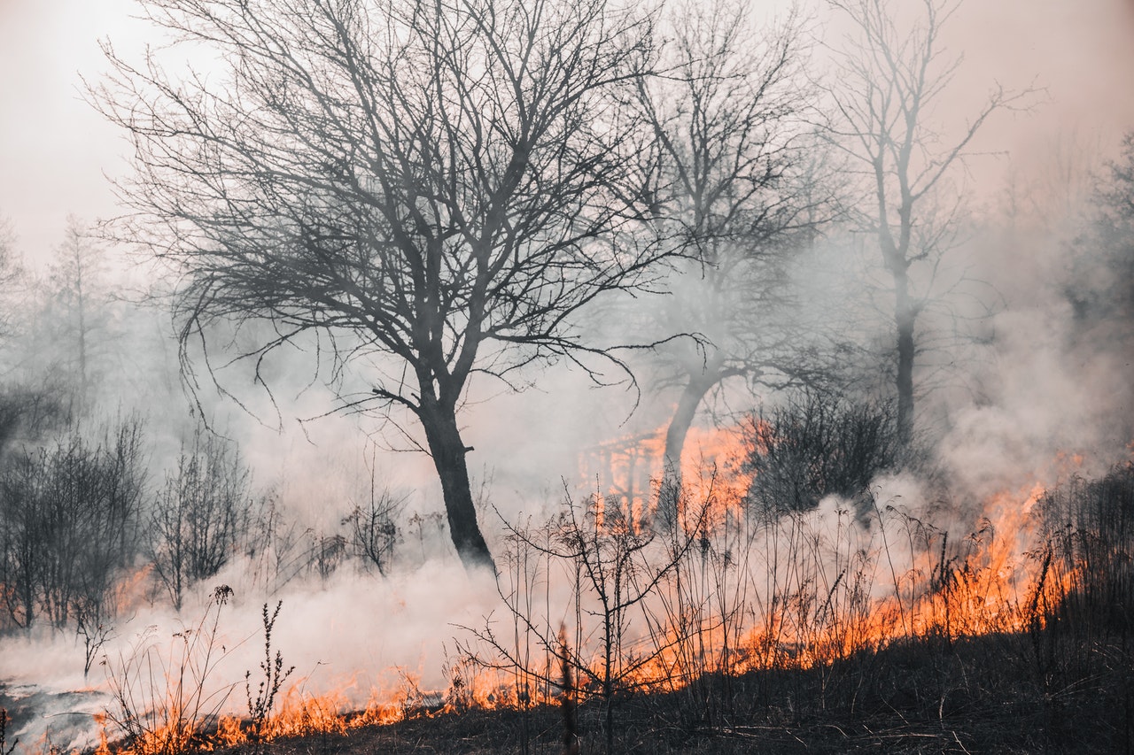 В России будут бороться с лесными пожарами при помощи нейросетей